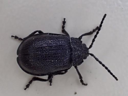 Réf. 304 490 : Galeruca sp.