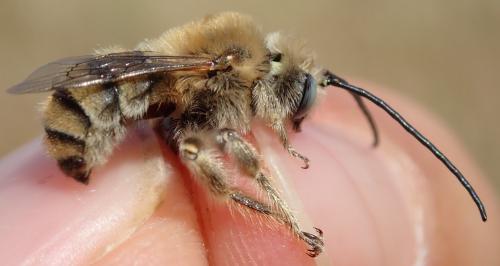 Tetraloniella pollinosa