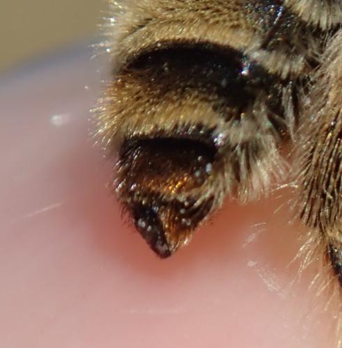 Réf. 304 544 : Tetraloniella pollinosa