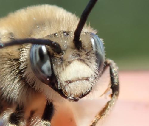Tetraloniella pollinosa
