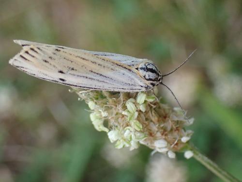 Réf. 304 623 : Coscinia striata