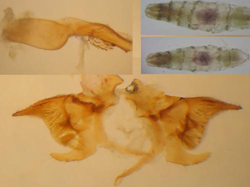 Monochroa tenebrella