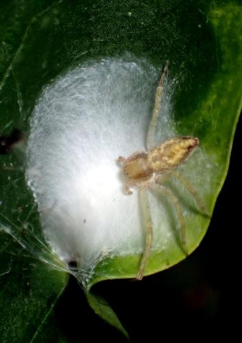 Philodromus sp.