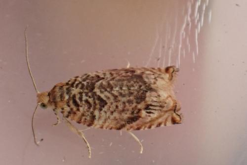 Gypsonoma minutana