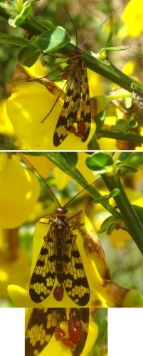 Panorpa meridionalis