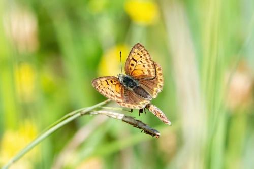 Lycaena tityrus