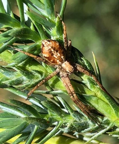 Philodromus sp.