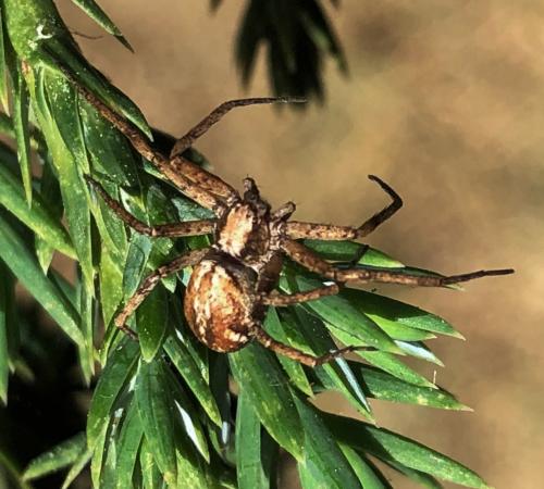 Philodromus sp.