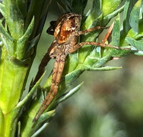 Philodromus sp.
