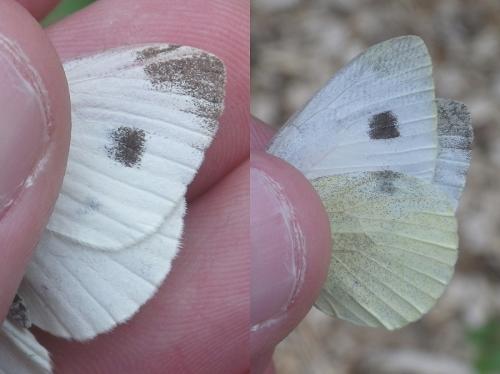Pieris mannii