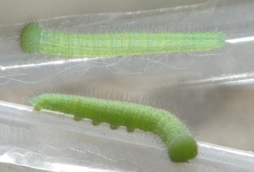 Lasiommata megera