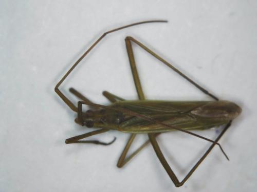 Réf. 304 564 : Megaloceroea recticornis