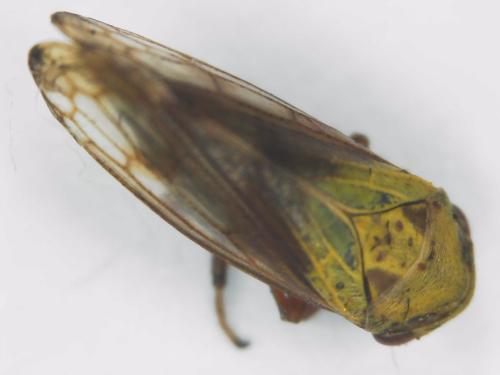 Réf. 304 628 : Oncopsis sp.