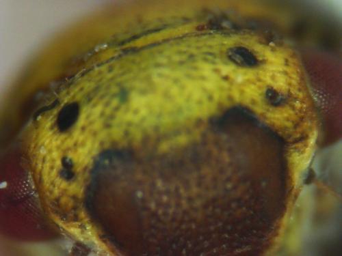 Réf. 304 631 : Oncopsis sp.
