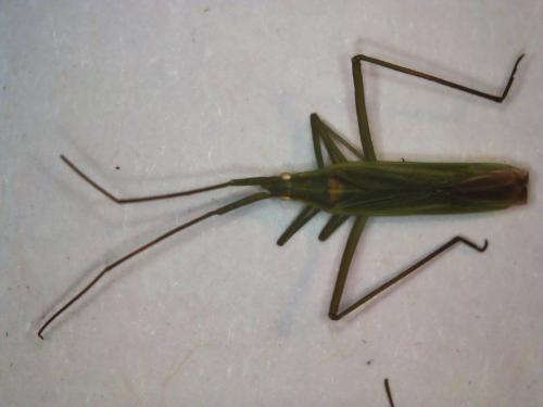 Réf. 304 806 : Megaloceroea recticornis
