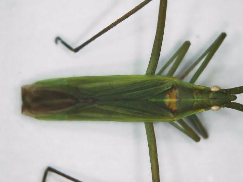 Réf. 304 807 : Megaloceroea recticornis