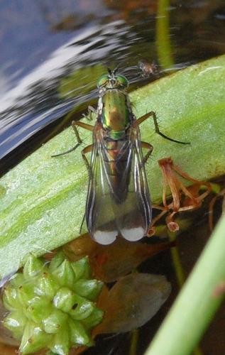 Poecilobothrus nobilitatus
