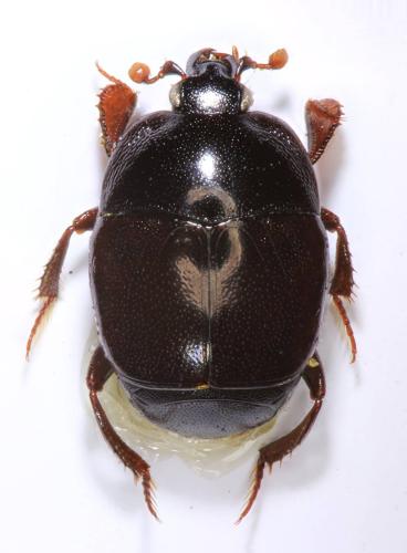 Réf. 304 189 : Saprinus tenuistrius