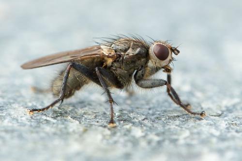Réf. 304 863 : Scathophaga litorea