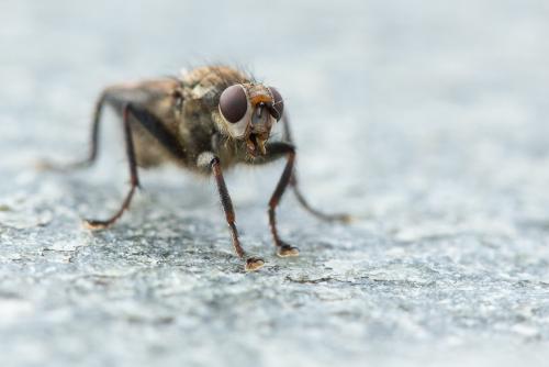 Réf. 304 864 : Scathophaga litorea