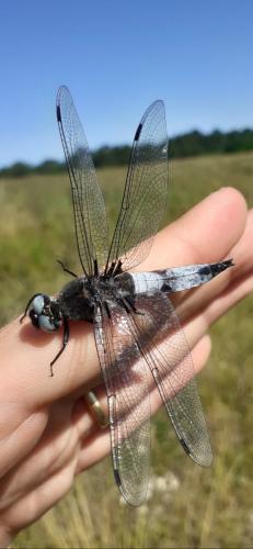 Libellula fulva