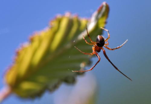 Parasteatoda sp.