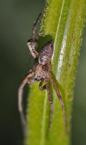 Philodromus sp.