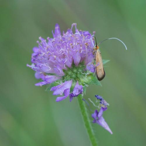 Nemophora metallica