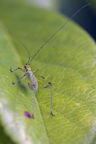 Phaneroptera sp.