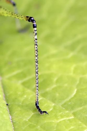 Phaneroptera sp.