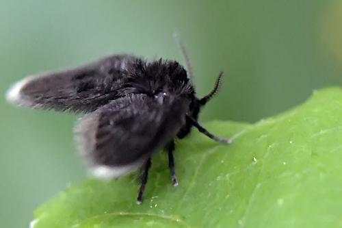 Peripsychoda sp.