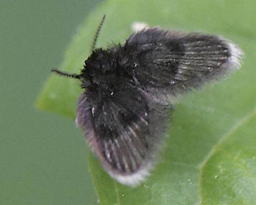Peripsychoda sp.