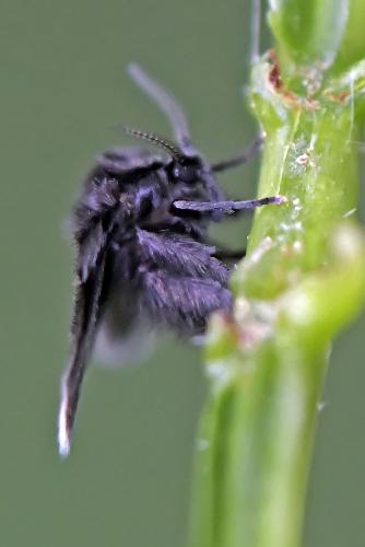 Peripsychoda sp.