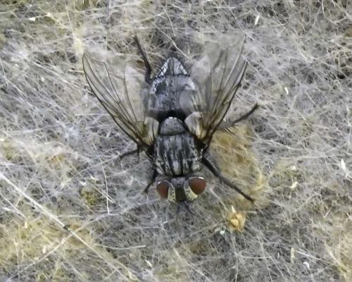 Phryxe semicaudata
