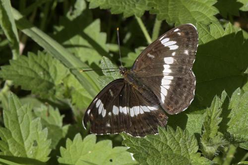 Réf. 304 355 : Limenitis camilla