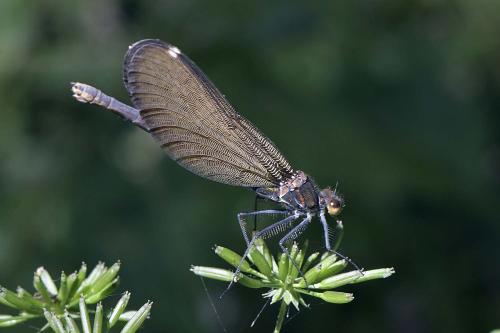 Réf. 304 753 : Calopteryx virgo
