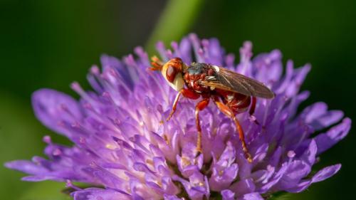 Réf. 304 583 : Myopa dorsalis