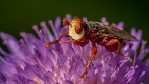 Réf. 304 511 : Myopa dorsalis