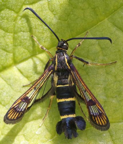Réf. 304 477 : Synanthedon tipuliformis