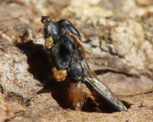 Réf. 304 404 : Helconidea dentator