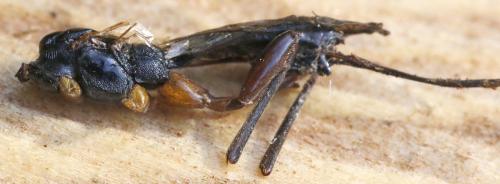 Réf. 304 748 : Helconidea dentator