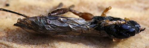 Réf. 304 749 : Helconidea dentator