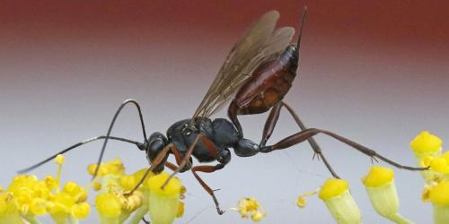 Réf. 304 851 : Cryptinae inconnu