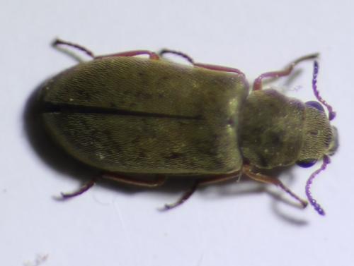 Danacea sp.