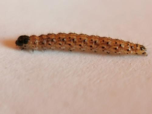 Bryotropha sp.