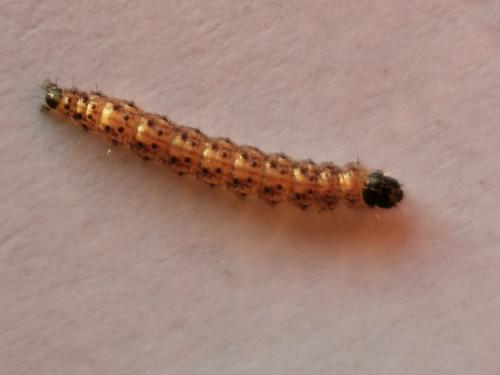 Bryotropha sp.