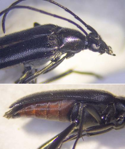 Rutpela nigra