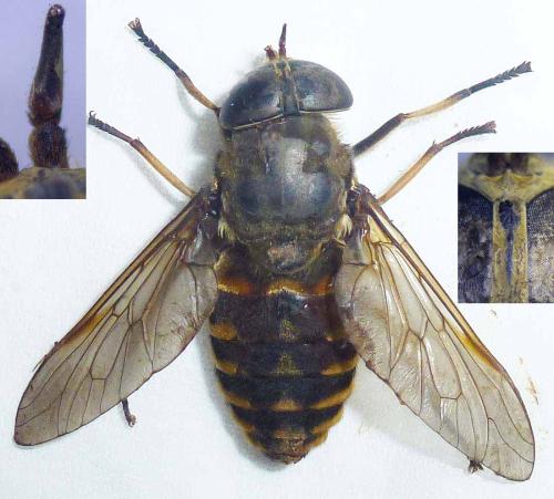 Réf. 304 859 : Tabanus sudeticus