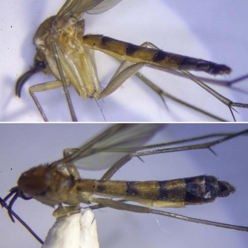 Réf. 304 275 : Orfelia sp.