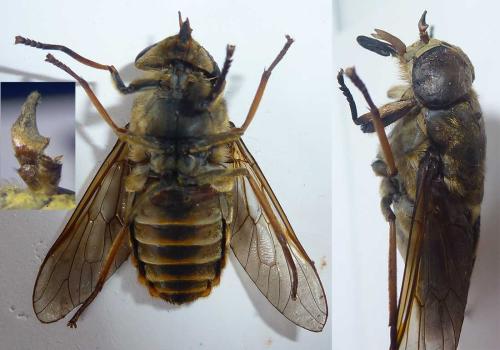 Réf. 304 885 : Tabanus sudeticus